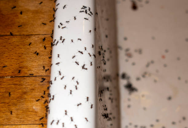 Best Pest Prevention Services  in Statesboro, GA